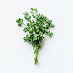 Fototapeta premium Fresh Curly Parsley Herb Bunch Still Life Cooking Ingredient Culinary Use Aromatic Green Leaves