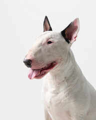 A close-up headshot of a bull terrier inside. The dog has its tongue out and ears perked up, giving a joyful expression.
