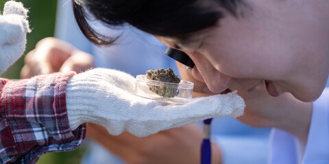 Cannabis Quality Inspection. Professional examining cannabis sample for analysis.