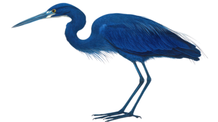 Blue heron standing isolated on white background