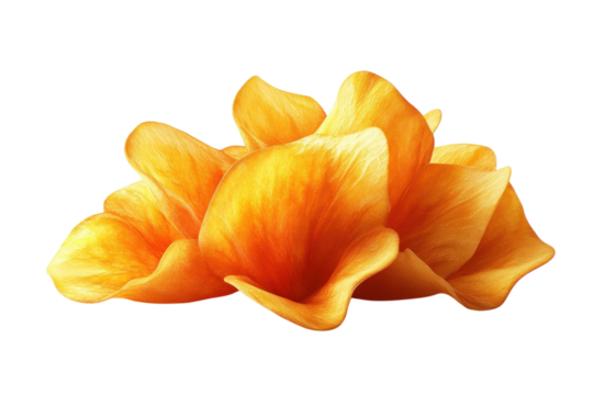 Golden Petals Unfurl, A Radiant Bloom Capturing The Warmth Of A Summer Sunset Against A Pure White Backdrop Isolated on Transparent Background