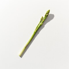 Simple Elegance Single Spear of Green Asparagus Vegetable on a Clean White Backdrop Minimalist Style