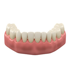 Fototapeta premium 3D Dental Model of Lower Jaw with Teeth on Transparent Background 