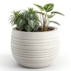 Obraz premium Modern White Ribbed Ceramic Planter with Green Houseplants
