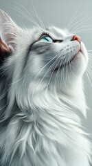 Curious cat looking up with bright eyes isolated on a clean white background highlighting its health and wellness
