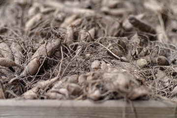 Dahlia flower roots, produced in Holland.