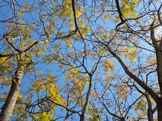 A wide-angle perspective of a jacaranda tree 