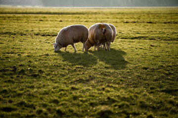 Sheep and ram breeding in Holland, green grass