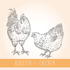 Set isolated on yellow background with bird - rooster and chicken vector illustration 