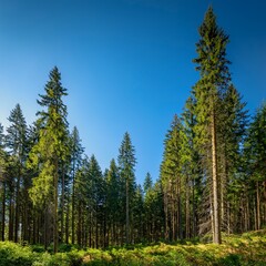 Fototapeta premium Generated image Beauty and tranquility of a dense spruce forest with towering trees and a vivid contrast