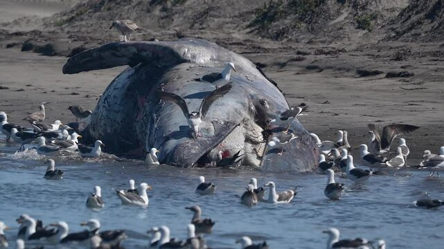 dead  Male gray whale on the shore of bahia magdalena baja california sur mexico