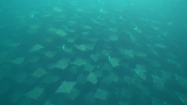 diving underwater with a Huge school of mobulas mobula munkiana in cortez sea ensenada de muertos baja de los sunos baja california sur Mexico