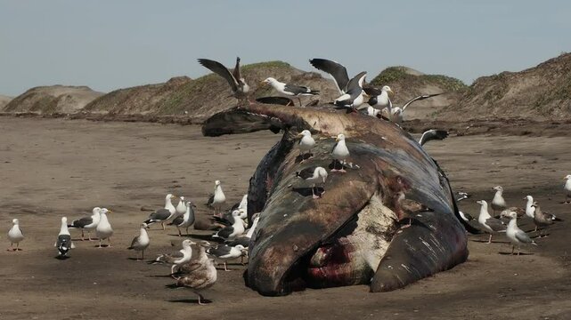 dead  Male gray whale on the shore of bahia magdalena baja california sur mexico