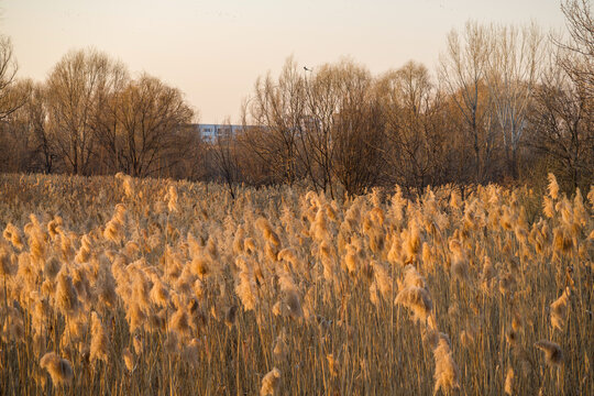 reeds at sunsetin The Vacaresti Delta, Romania