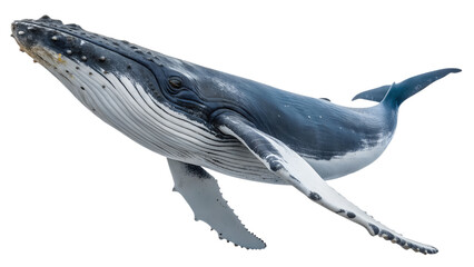 Whale. PNG. Generative Ai.