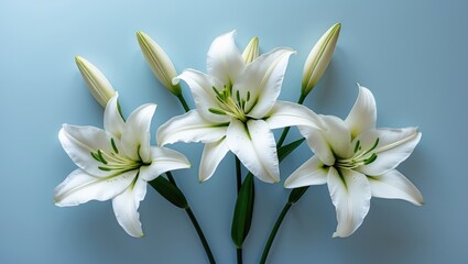 Fototapeta premium White lilies flowers. Background for mourning or funeral.