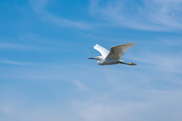 Snowy White Egret in flight