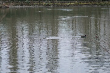 井の頭公園の風景
