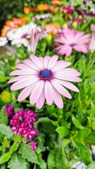 Obraz premium Vibrant Pink Daisy with a Dark Blue Center African Daisy ,Osteospermum