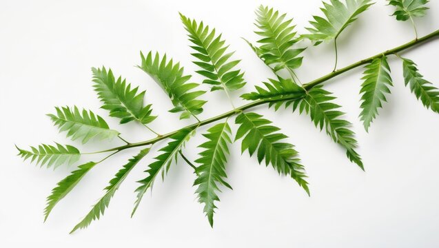 White popinac or lead tree foliage isolated on a white background.