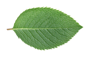 Obraz premium Detailed green leaf with serrated edges on black background, cut out