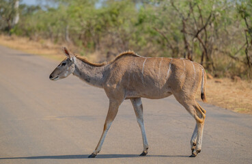 Kudu Strepsiceros im Krüger National Park - Kruger Nationalpark Südafrika