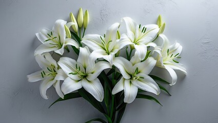 Fototapeta premium White lily blossoms on a light background
