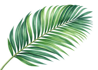 Obraz premium tropical green palm leaf isolated on transparent background