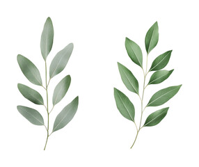 Two eucalyptus branches with leaves on black background, cut out