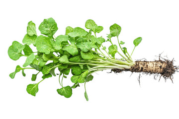 A Vibrant Bunch Of Fresh Watercress, Its Bright Green Leaves Sprouting From A Thick, Earthy Root, Showcasing Natures Bounty Against A Stark Isolated on Transparent Background