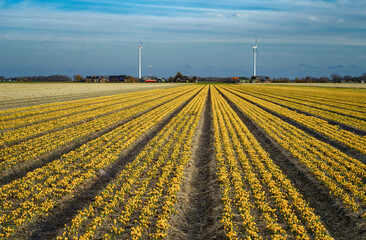 A field of yellow crocus in the Netherlands.