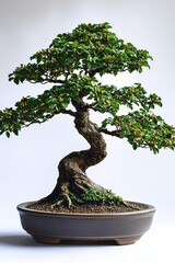 Elegant bonsai tree: intricate design and natural beauty in a ceramic pot