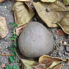 Nature, trees, leaves, pebbles
