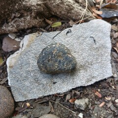 Nature, trees, leaves, pebbles