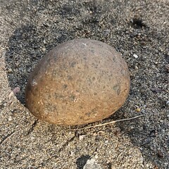 Nature, trees, leaves, pebbles