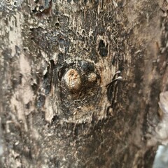 Nature, trees, leaves, pebbles