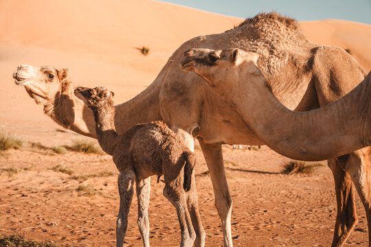 Arabisches Kamel mit Jungtier in der W&uuml;ste bei
Sonnenuntergang