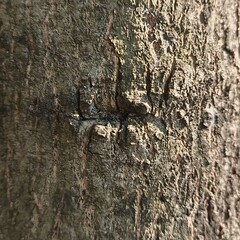 Nature, trees, leaves, pebbles
