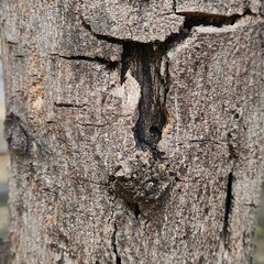 Nature, trees, leaves, pebbles