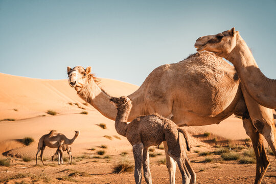 Arabisches Kamel mit Jungtier in der W&uuml;ste bei
Sonnenuntergang