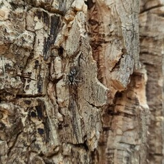 Nature, trees, leaves, pebbles