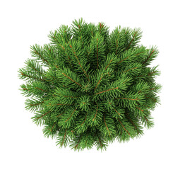 Top view of lush green pine tree branches against black background, cut out