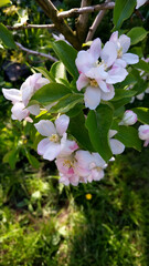 Naklejka premium lose-Up of Blossoming Apple Tree Branches in a Green Garden Setting