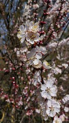 Close-Up of Delicate White Blossoms on Branch in Springtime