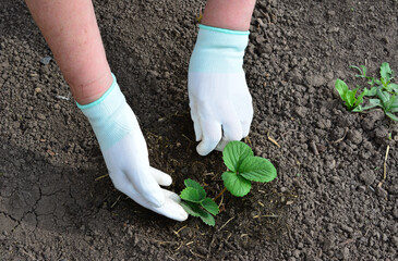 Planting a small strawberry plant in the garden