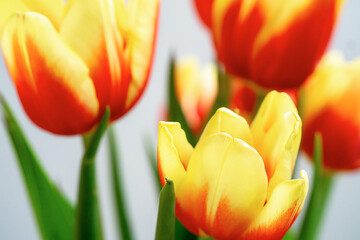 Naklejka premium A bouquet of yellow-red tulips with vibrant petals, set against a white background