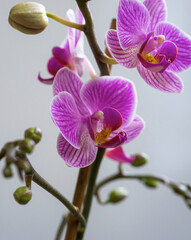 Obraz premium A close-up of a pink-violet orchid branch with delicate blossoms and unopened buds