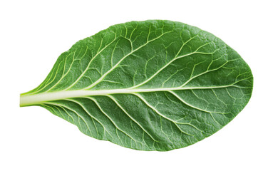Obraz premium Fresh green spinach leaf with detailed veins on black background, cut out