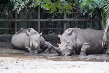 Naklejka premium Rhinos rest in the mud during hot day in the Singapore Zoo