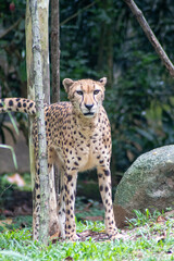 Cheetah is moving on the grass in the zoo in Singapore.